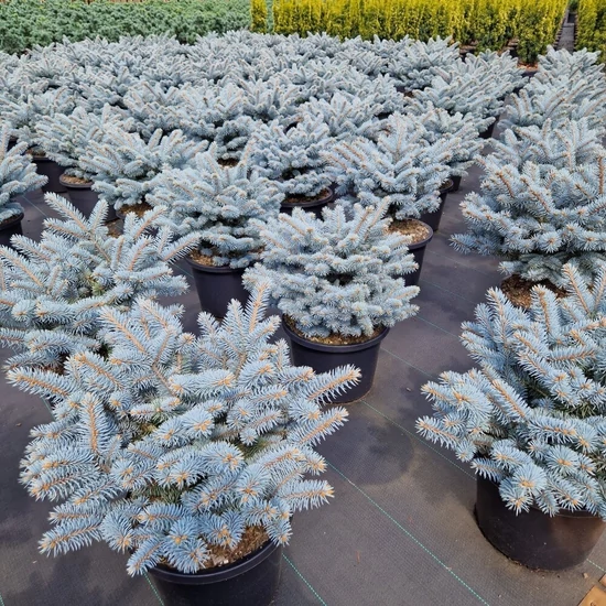 Gömb ezüstfenyő   PICEA PUNGENS GLAUCA GLOBOSA K7