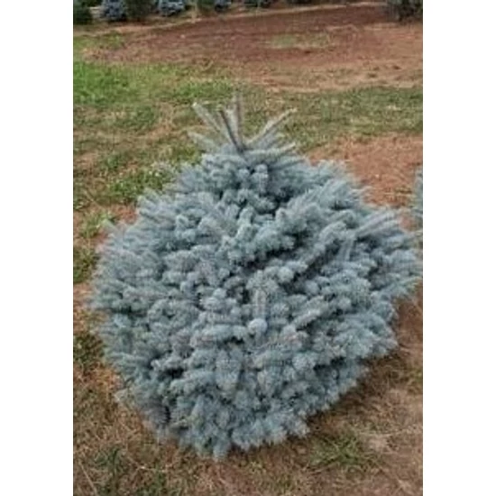 Gömb ezüstfenyő   PICEA PUNGENS MONTGOMERY K7