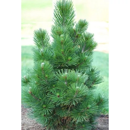 PáncélfenyőPINUS LEUCODERMIS SATELLIT K3