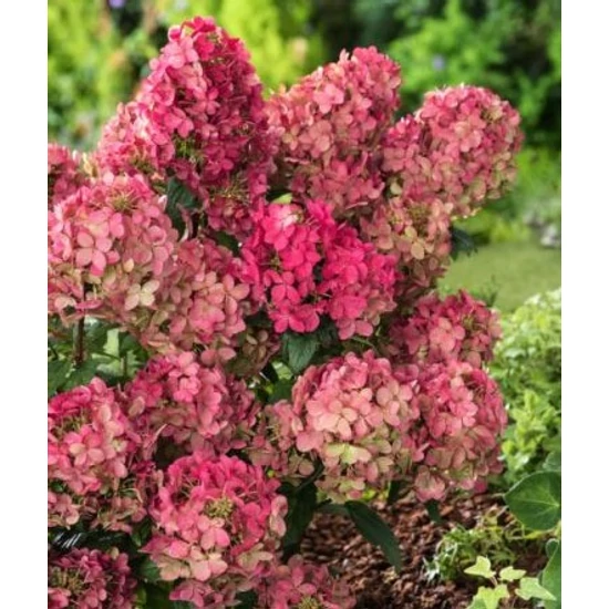 Bugás hortenzia   HYDRANGEA PANICULATA PETITE STAR K3