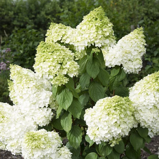 Bugás hortenzia HYDRANGEA PANICULATA MAGICAL MOONLIGHT K3