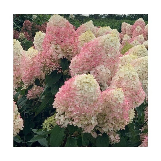 Bugás hortenzia   HYDRANGEA PANICULATA PINKACHU K12