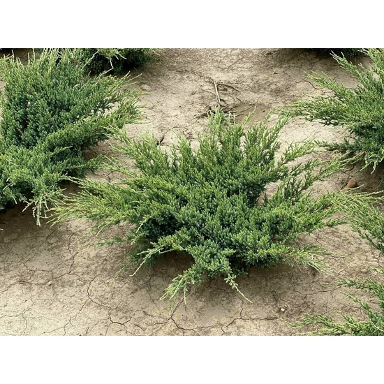 Himalájai törpeboróka JUNIPERUS SQUAMATA HOLGER K2