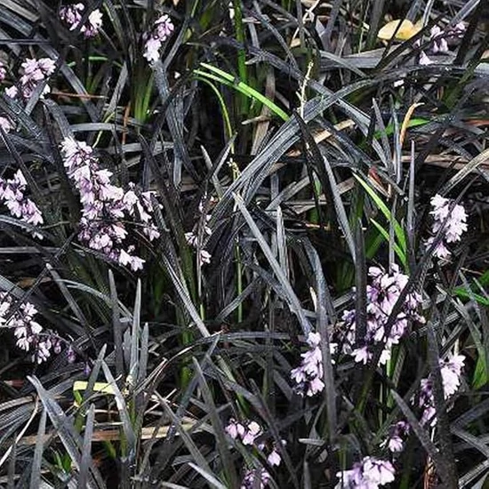 Feketelombú kígyószakáll OPHIOPOGON PLANISCAPUS NIGER K1