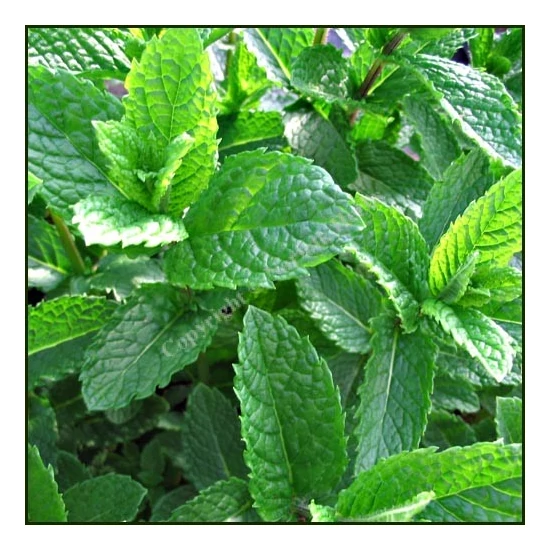 MentaMENTHA SPICATA MOROCCAN K1