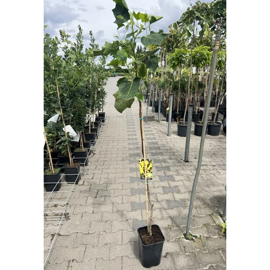 Aranysárga, tarka tulipánfa LIRIODENDRON TULIPIFERA AUREOMARGINATUM K6