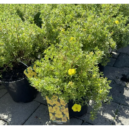 Cserjés pimpó POTENTILLA FRUTICOSA KOBOLD K2