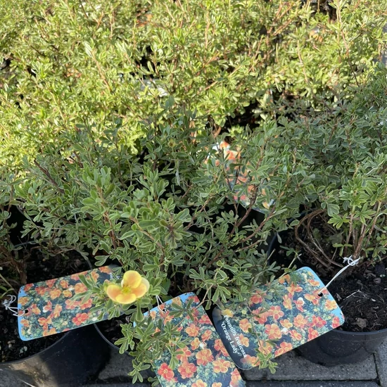 Cserjés pimpó POTENTILLA FRUTICOSA ORANGE LADY K2