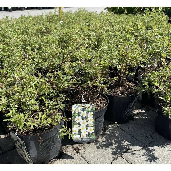 Cserjés pimpó POTENTILLA FRUTICOSA WHITE LADY K2