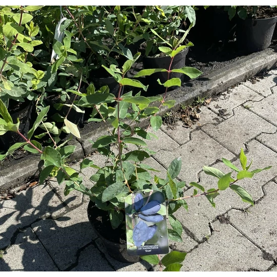 Sinoglaska mézbogyó LONICERA ORIENTALIS DUET K2