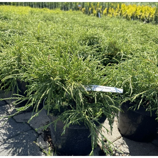 Szavára álciprus CHAMAECYPARIS PISIFERA FILIFERA NANA K2