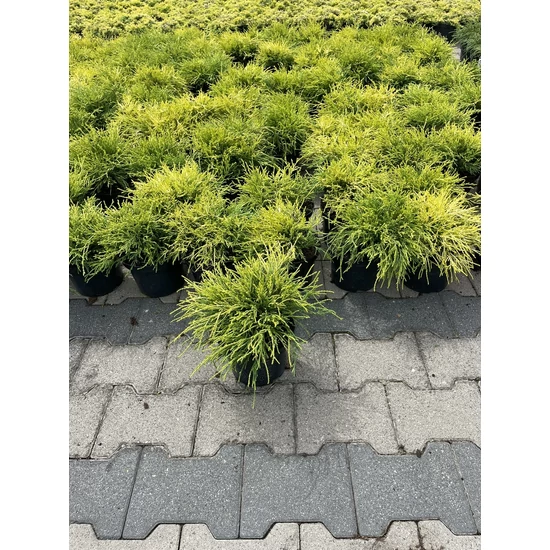 Aranyszínű szavára hamisciprus CHAMAECYPARIS PISIFERA SUNGOLD K2