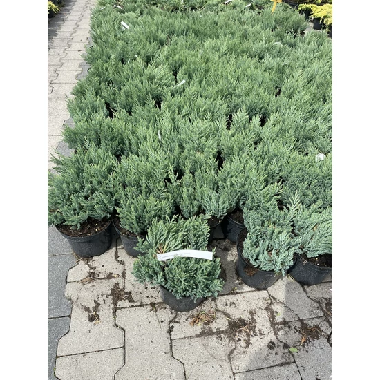 Kék kúszóboróka  JUNIPERUS HORIZONTALIS BLUE FOREST K2