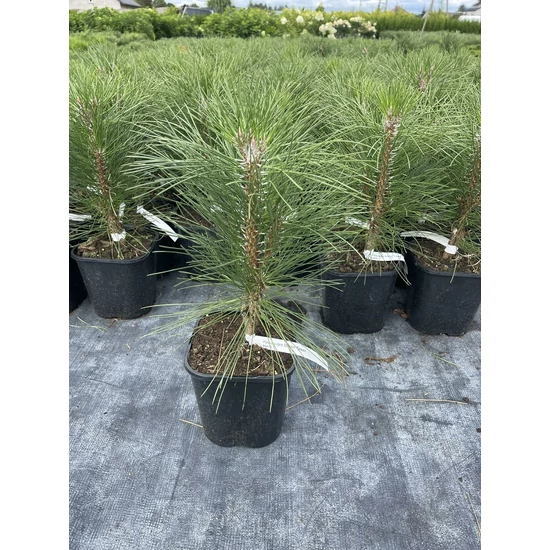Oszlopos feketefenyő PINUS NIGRA GREEN TOWER K3
