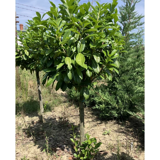 Közönséges babérmeggy PRUNUS LAUROCERASUS NOVITA T1/2*