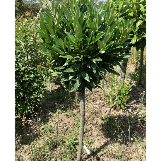 Babérmeggy PRUNUS LAUROCERASUS RENAULT ACE T1/2*