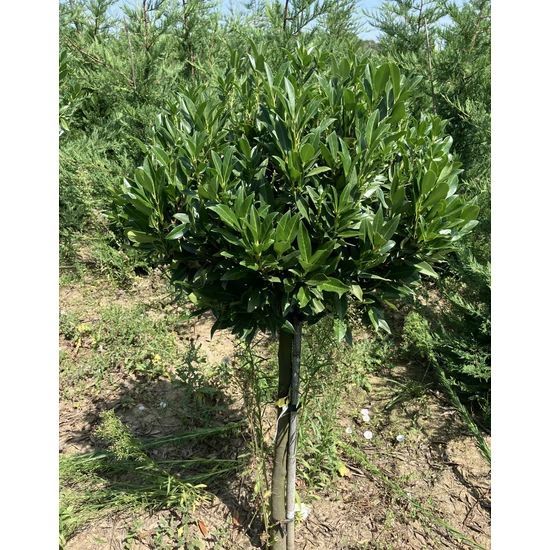 Keskenylevelű babérmeggy PRUNUS LAUROCERASUS OTTO LUYKEN T1/2*