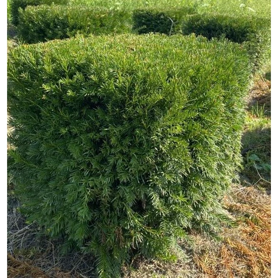 Oszlopos tiszafa TAXUS MEDIA GROENLAND KOCKÁRA NYÍRT 50*50*