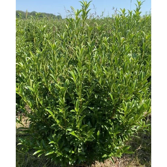 Babérmeggy  PRUNUS LAUROCERASUS SOFIA NYIRATLAN 60/80*