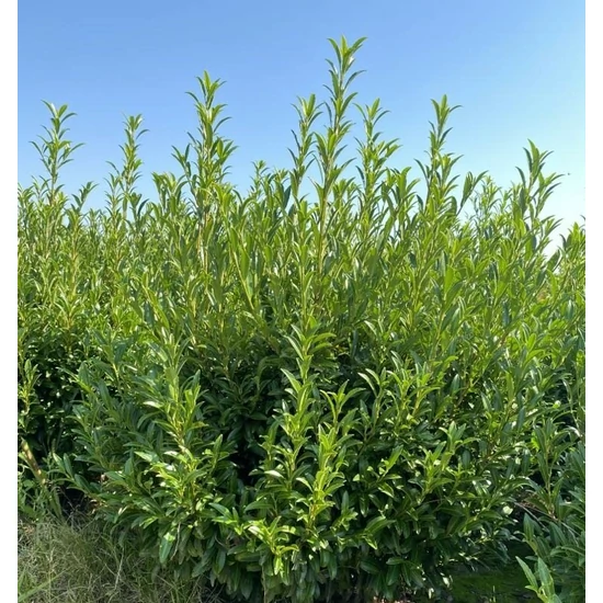 Babérmeggy  PRUNUS LAUROCERASUS SOFIA NYIRATLAN 80/100*