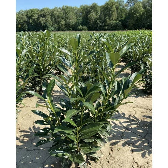 Oszlopos babérmeggy PRUNUS LAUROCERASUS ELLY 40/60*