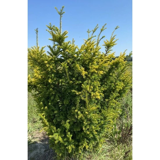 Sárgalombú tiszafa TAXUS BACCATA SEMPERAUREA 175/200*