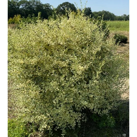 Fagyal LIGUSTRUM IBOTA MUSLI 80/100* GÖMB