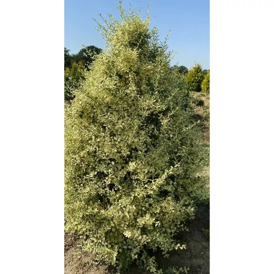 Fagyal LIGUSTRUM IBOTA MUSLI 125/150* KÚP