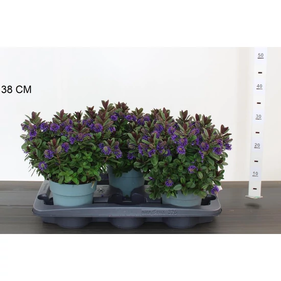 Veronika cserje    HEBE ADDENDA VINOA DARK PURPLE 35CM CS15