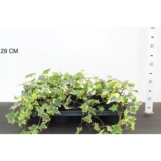 Közönséges borostyán  HEDERA HELIX GOLDCHILD 20/25 CS14