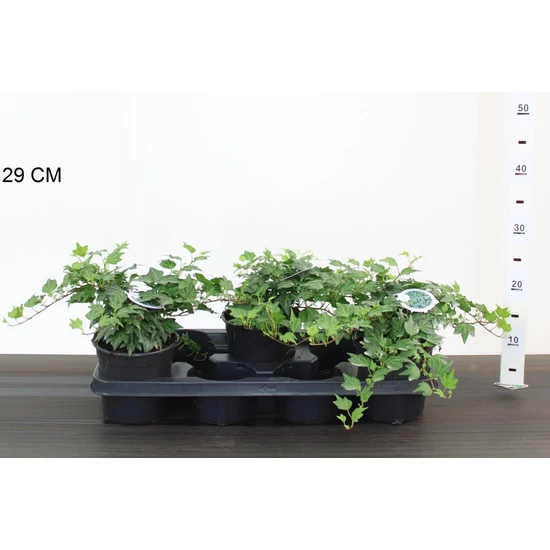 Közönséges borostyán  HEDERA HELIX MAPLE QUEEN 20/25CM CS14