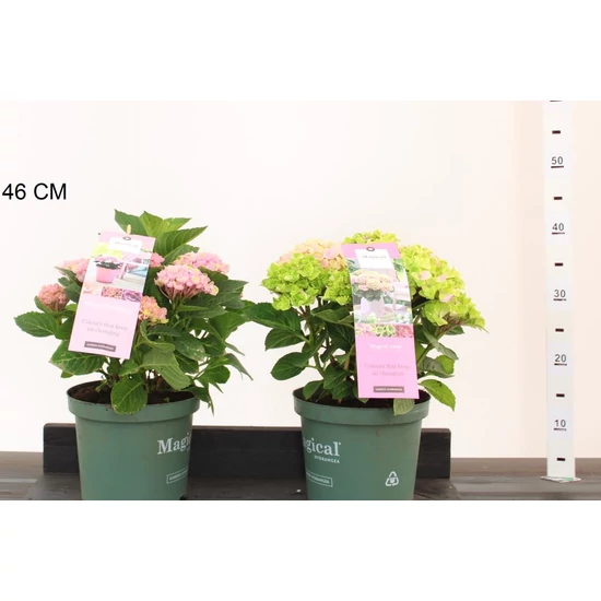 Kerti hortenzia  HYDRANGEA MACROPHYLLA MAGICAL FOUR SEASONS 25/30 K3,5