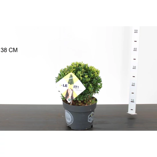 Csipkéslevelű magyal ILEX CRENATA DARK GREEN 20/+ GÖMB K3