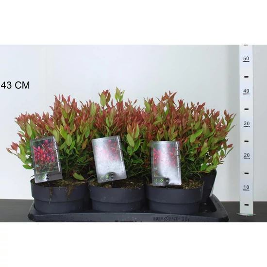 Fürtös hanga   LEUCOTHOE AXILLARIS LITTLE FLAME 20/+ K2