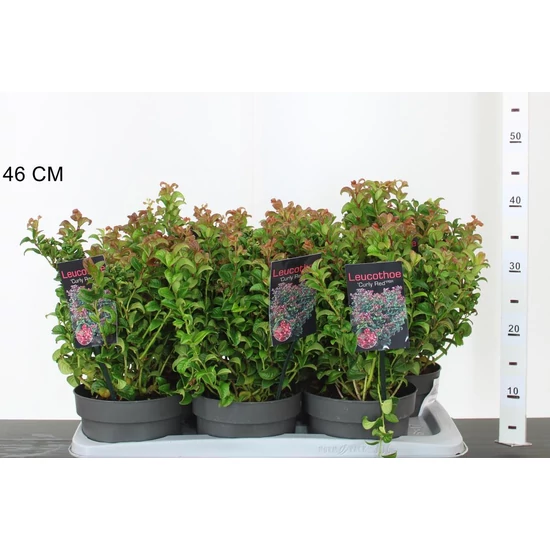 Fürtös hanga   LEUCOTHOE AXILLARIS CURLY RED 25/30 CS17