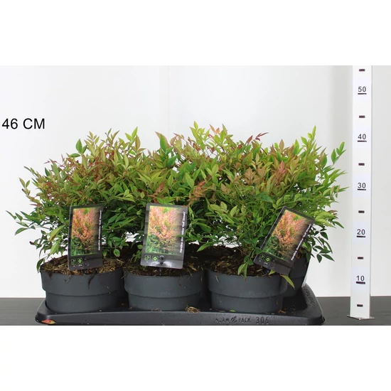 Japán szentfa   NANDINA DOMESTICA GULF STREAM 20/30 K2