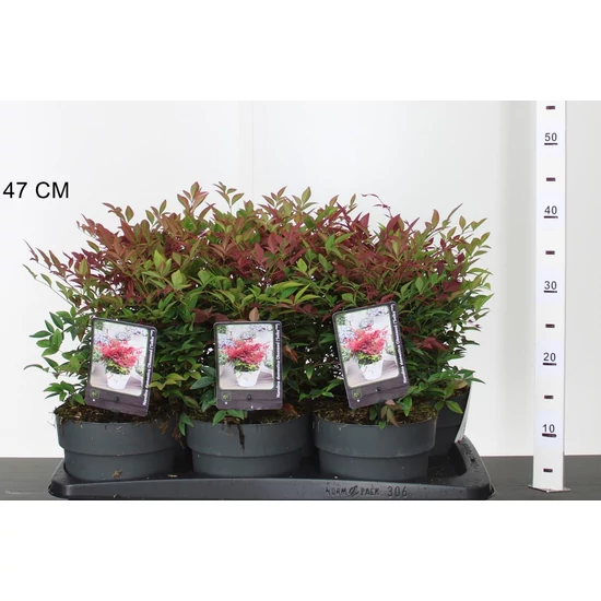 Japán szentfa  NANDINA DOMESTICA OBSESSED 15/25 K2