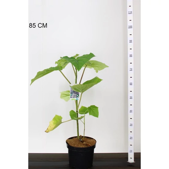 Nagylevelű császárfa PAULOWNIA TOMENTOSA 60/80 K5