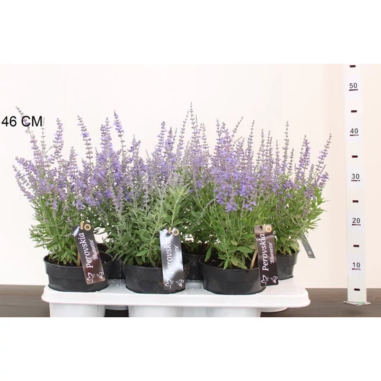 Sudárzsálya  PEROVSKIA ATRIPLICIFOLIA BLUESETTE 35/40 CS15