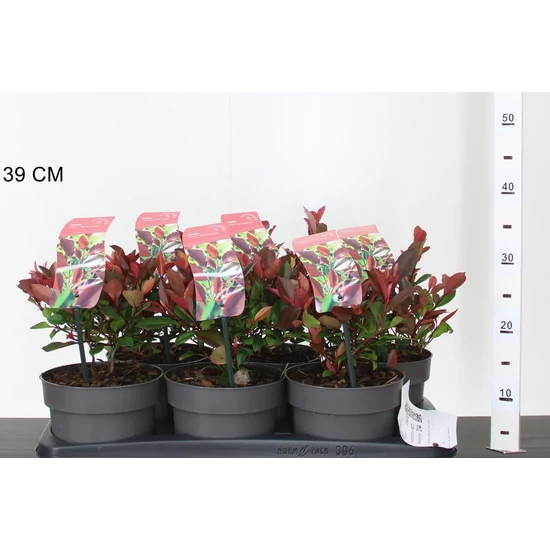 Örökzöld korallberkenye  PHOTINIA FRASERI LITTLE RED ROBIN 25/30 K2