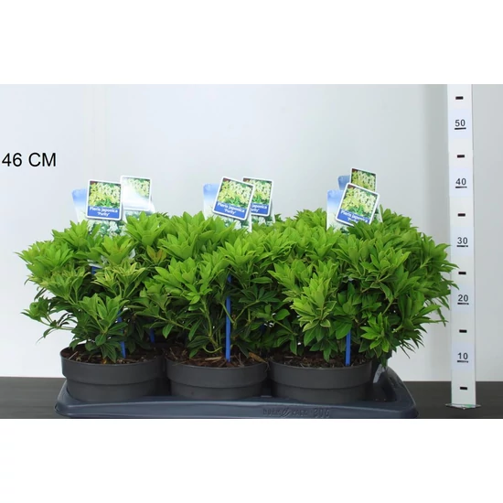 Japán babérhanga   PIERIS JAPONICA PURITY 20/25 CS17