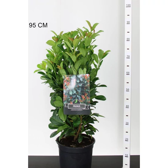 Oszlopos babérmeggyPRUNUS LAUROCERASUS BONAPARTE 60/80 K6,5