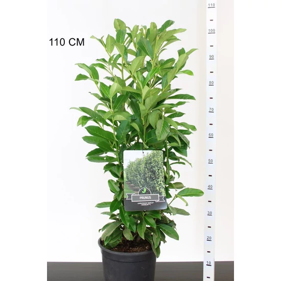 Oszlopos babérmeggy PRUNUS LAUROCERASUS GENOLIA 80/100 K6,5