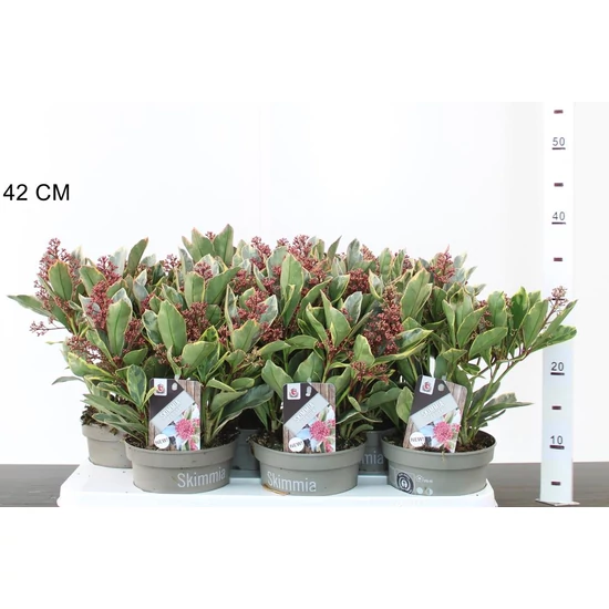 Japán dérbabér SKIMMIA JAPONICA PEROSA 35/40 CS15