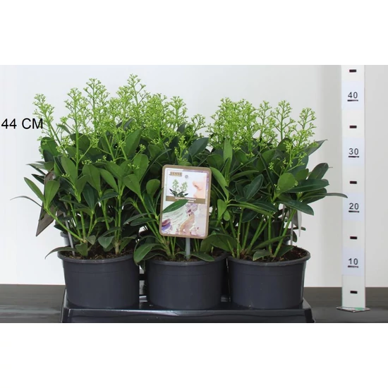 Japán dérbabér SKIMMIA JAPONICA FINCHY 20/25 CS15