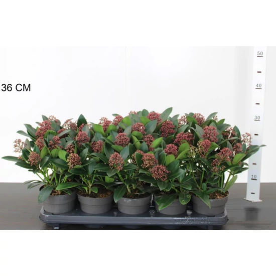 Japán dérbabér SKIMMIA JAPONICA RUBELLA 35/40 CS12