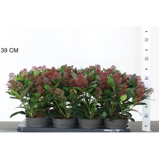Japán dérbabér SKIMMIA JAPONICA RUBELLA 35/40 CS13