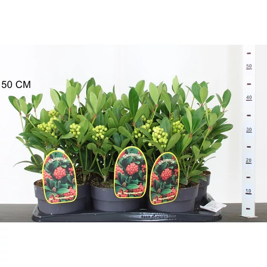 Japán dérbabér SKIMMIA JAPONICA RUBELLA TEMPTATION 30/40 CS17