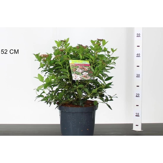 Téli bangita   VIBURNUM TINUS EVE PRICE 40/50 CS21