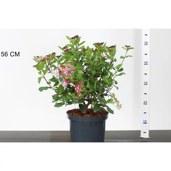 Téli bangita   VIBURNUM TINUS GWENLLIAN 40/50 CS21